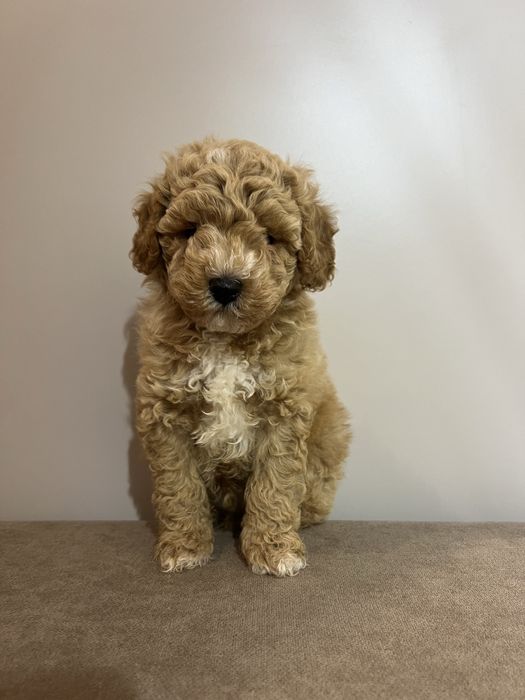 Мальтипу. Хлопчик в Києві