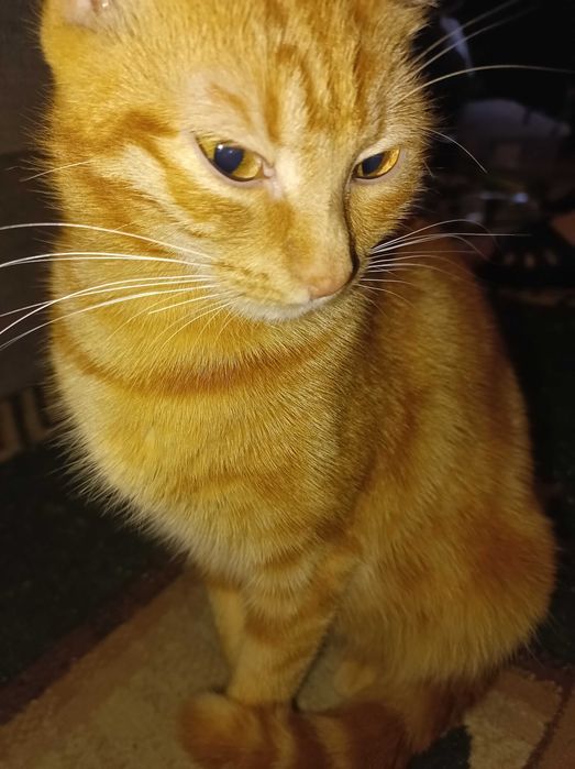 Соня гарненька киця