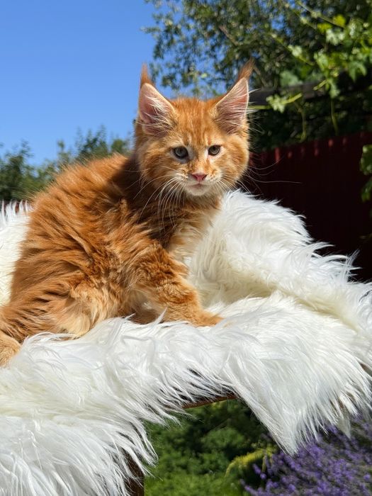 Maine coon boy червоний