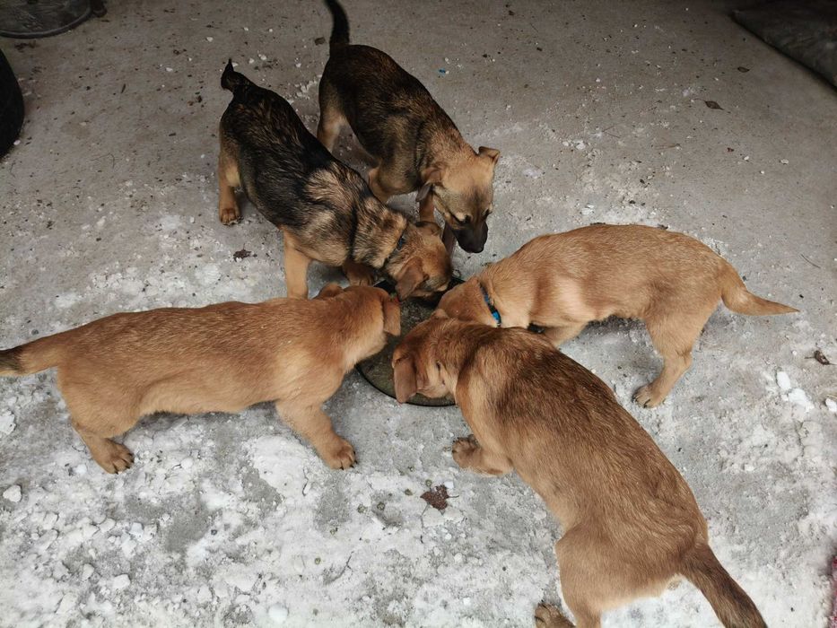 Pieski szukają domu