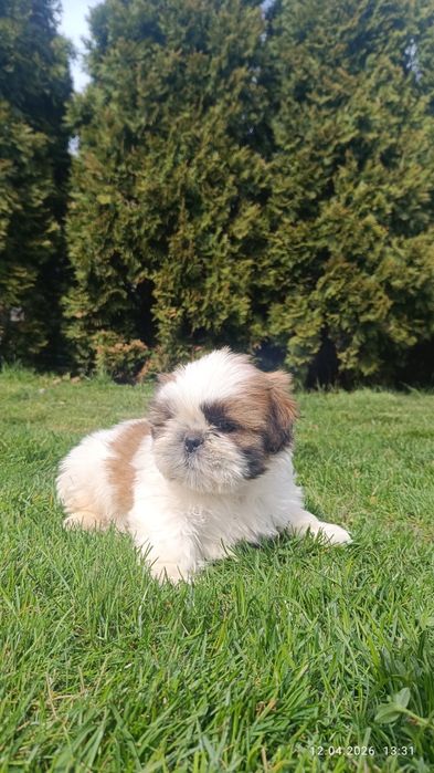 Pieski szczeniaki shih tzu