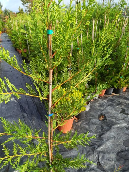 Leyland - Leylandii - Cedro para sebe