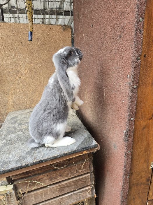 Młode Baranki Francuskie