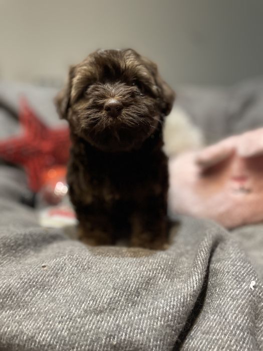 Aria- słodka dziewczynka