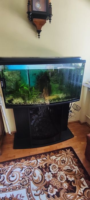 Akwarium wypukłe 175l z szafką