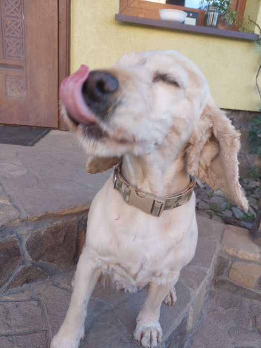 Нашийник для собак