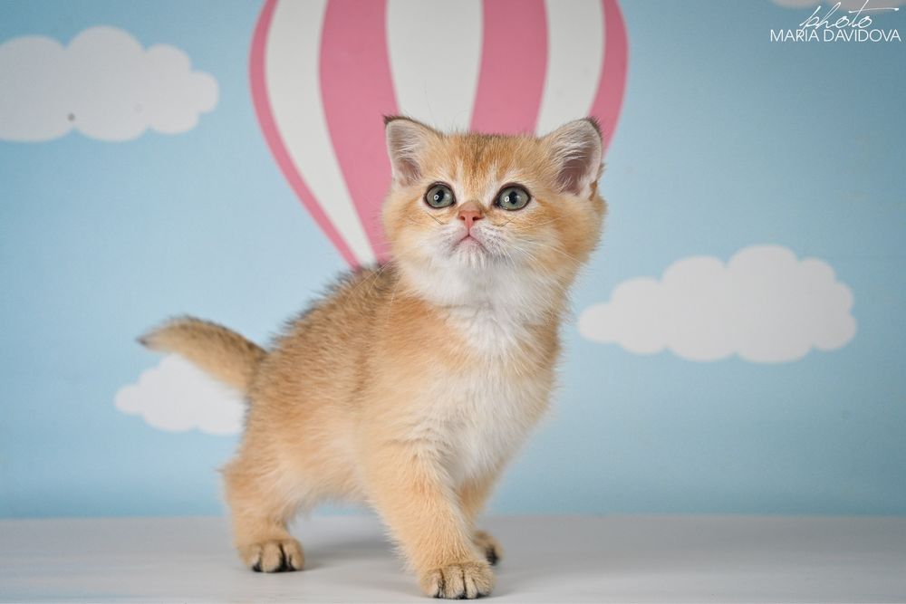 Золотая шиншила 3 месяца