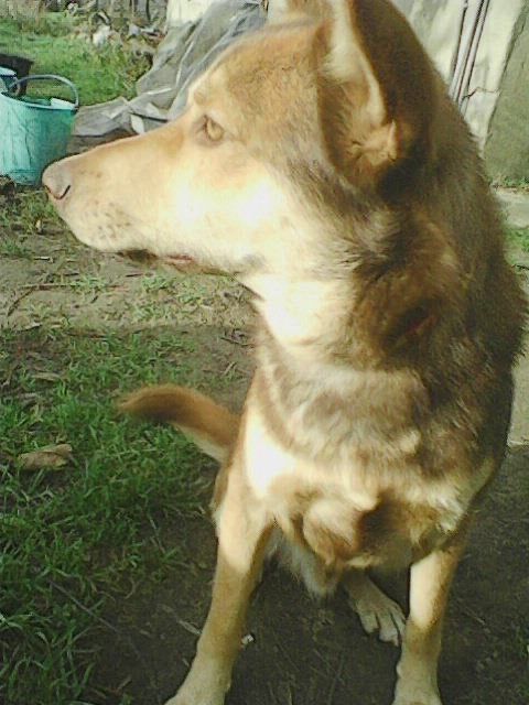 Отдам собаку в хорошие руки