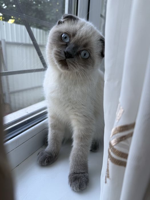 Котята шотландские вислоухие