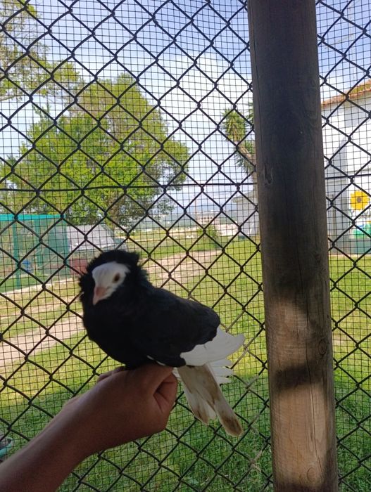 Pombo capuchinho puro