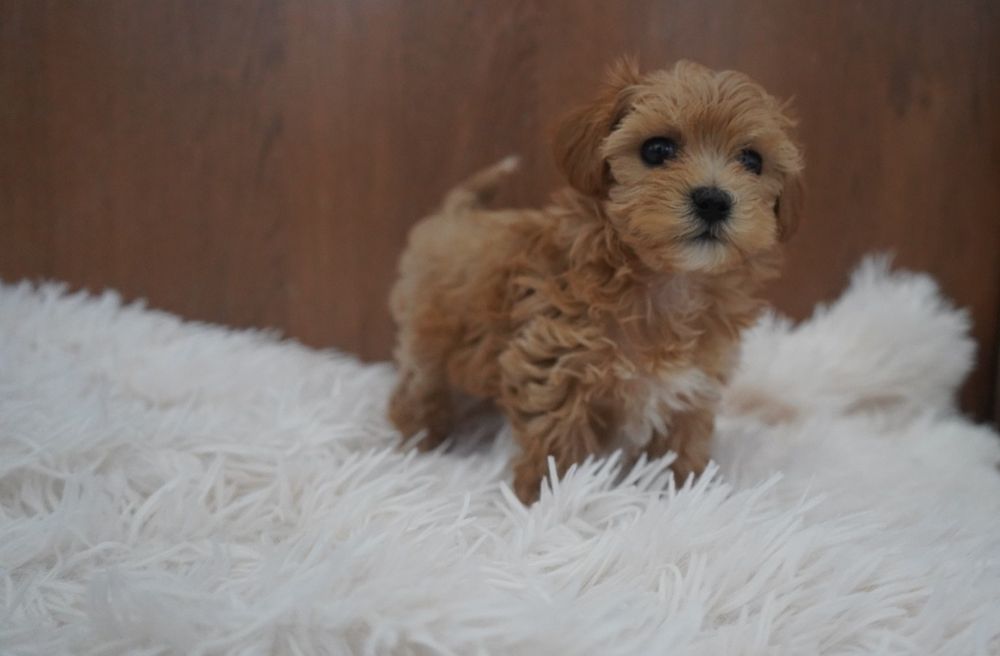 Suczka Maltipoo do odbioru
