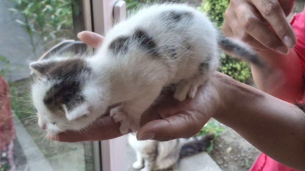 Кошенята,віддам в добрі руки