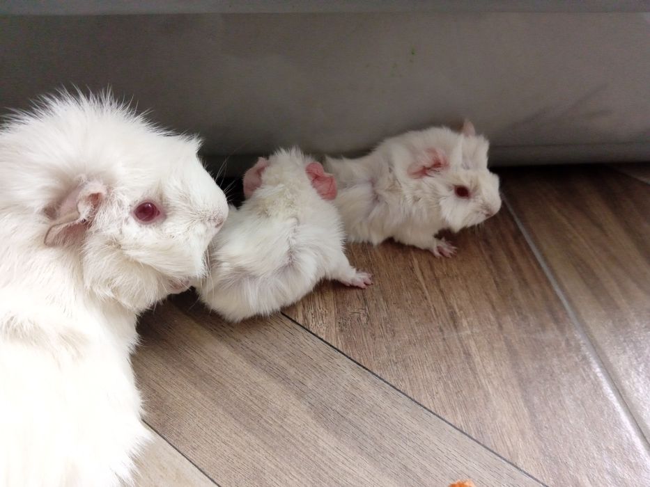 Świnka morska Albinos młode rozetka długowłosa