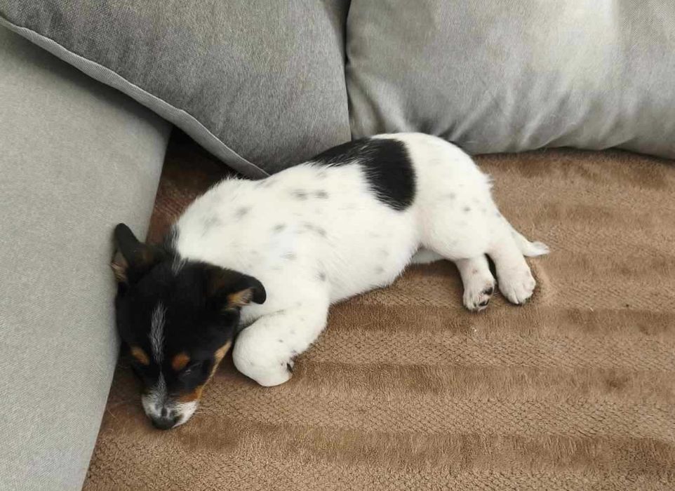 Собака Джек Рассел