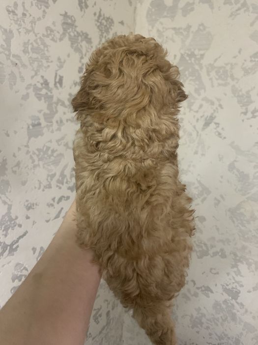 Той Пудель Хлопчик Карамель однотонний