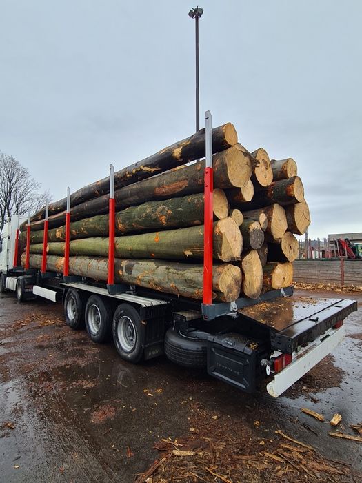 drzewo buk tartaczny drewno bukowe