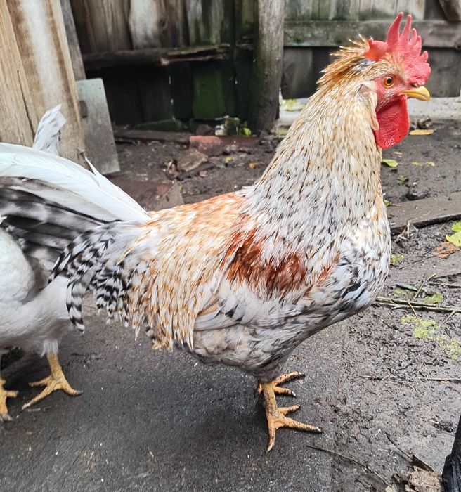 Півники породи Легбар (зелене яйце)