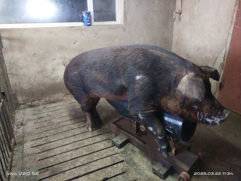 Штучне осіменіння свиней,сперма хряка,кнура,спермодози,сім'я кнура