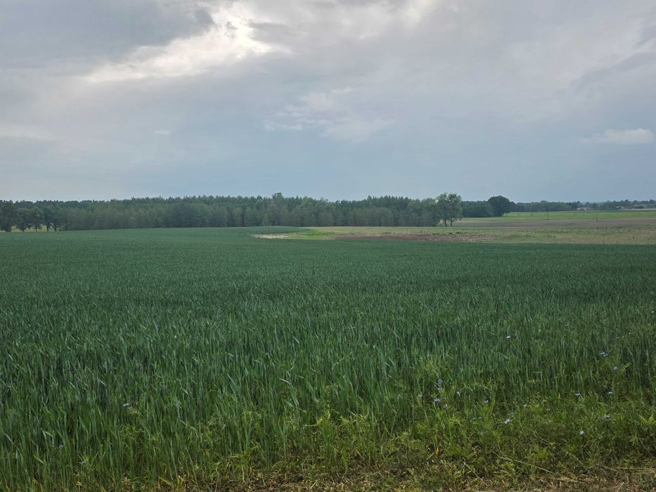Działka rolna z warunkami zabudowy