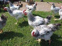 Курочка молодая Мастер Грей,, Рэбро 12 месяц--350 грн