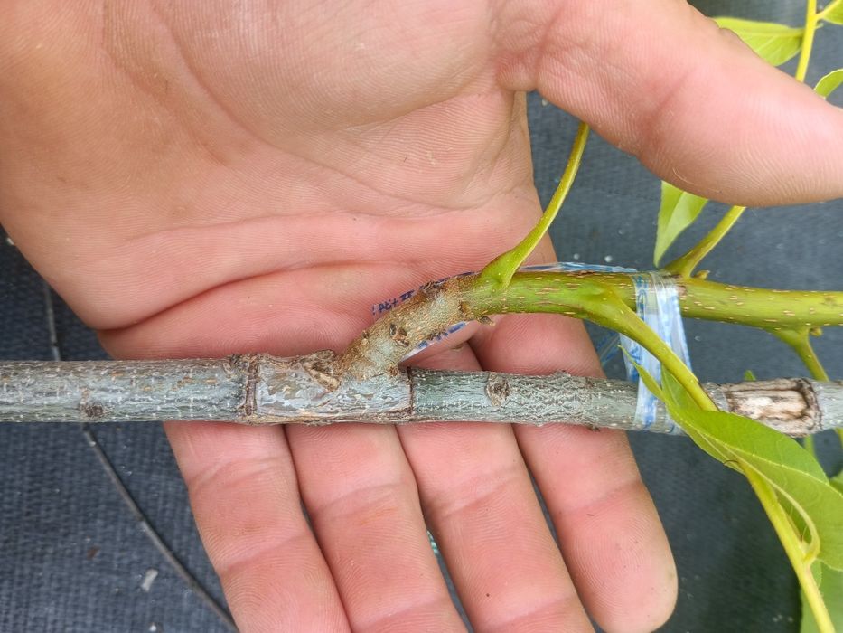 Nogueira pecã enxertada