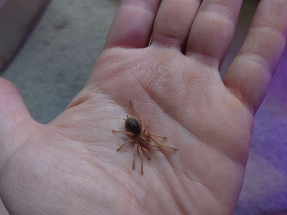 Grammostola Rosea L5 ptasznik pająk
