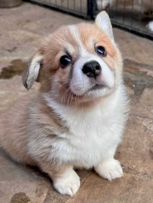 Маємо вільних цуценят коргі