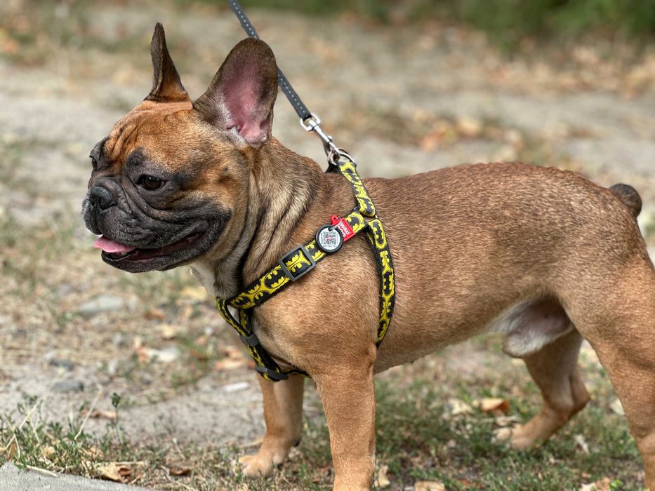 Француз шукає француженку, В'ЯЗКА