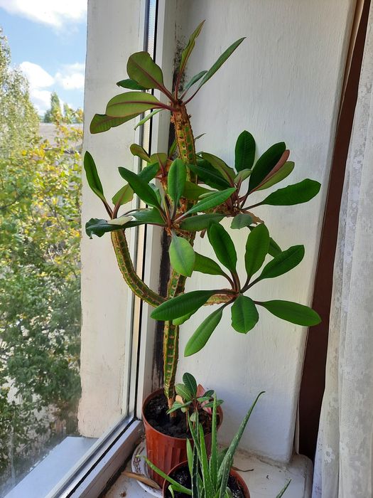 Молочай біложильний