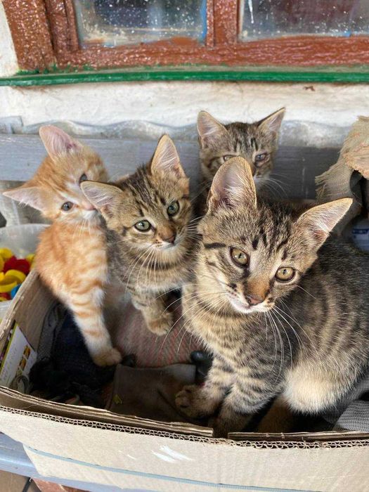 Віддаємо кошеня БЕЗКОШТОВНО