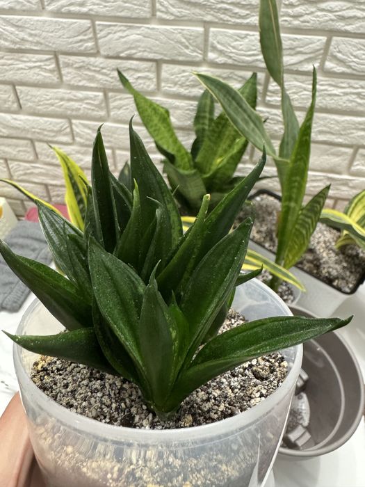 Сансевієрія Лупс Прайд (Loops Pride)