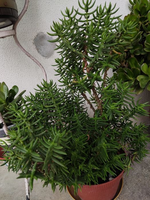 Diversas Suculentas em flor