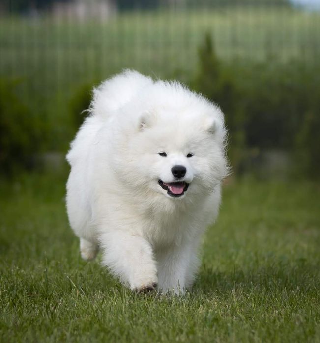 Samoyed ZkwP suczka.