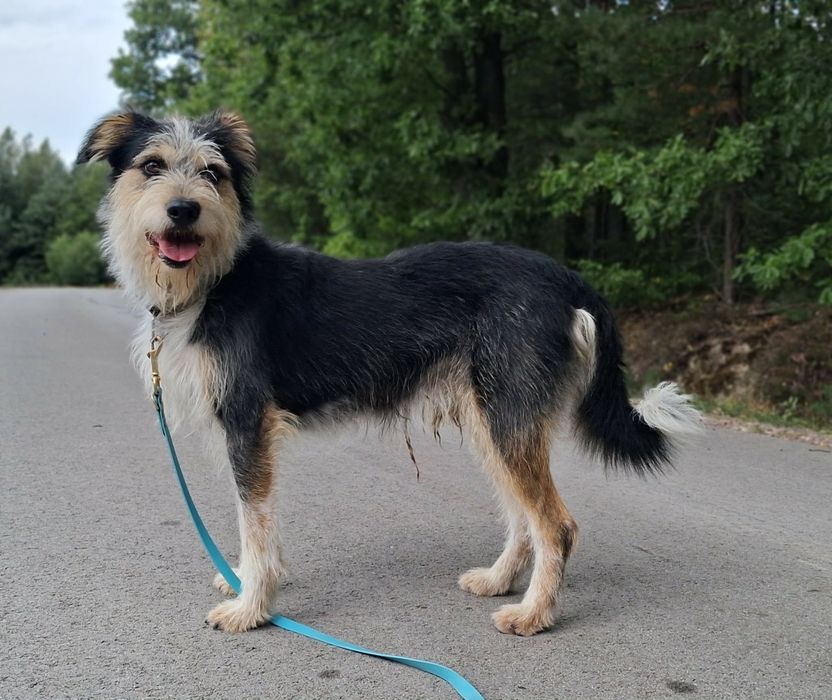 Sznaucer, terier mix, 1 rok, 14 kg, do domu z ogrodem adopcja