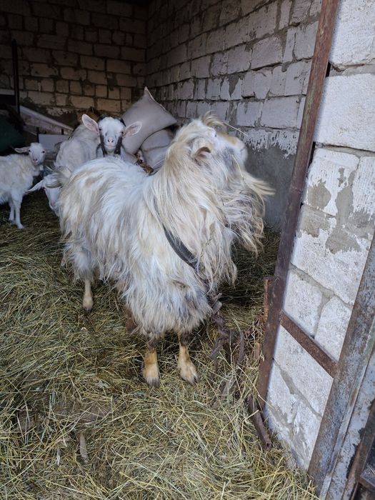 Цап/кози/козенятп