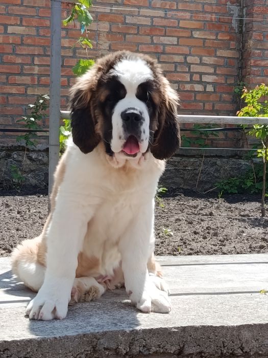 Щенки сенбернара