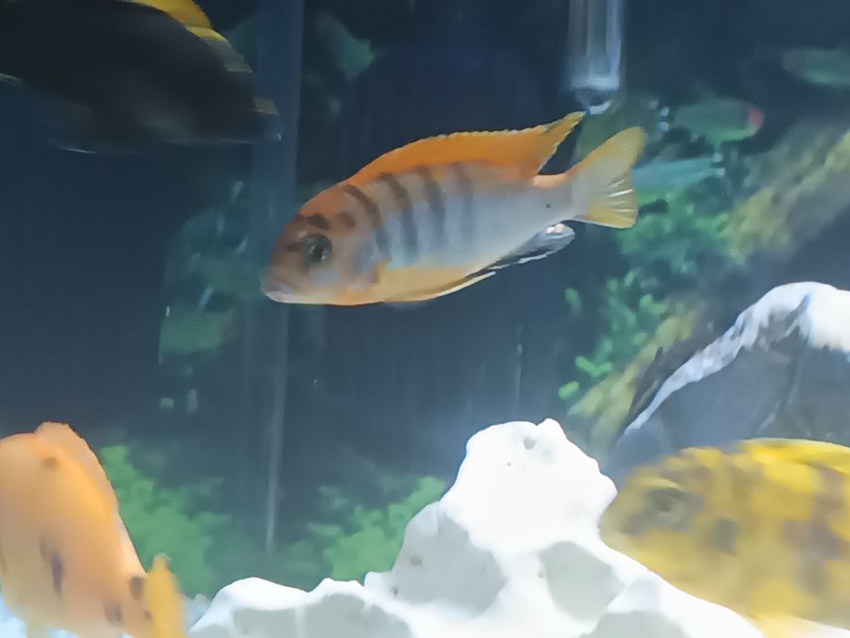 Labidochromis honji sweden