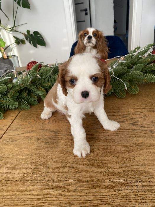 Szczeniaki cavalier king charles spaniel