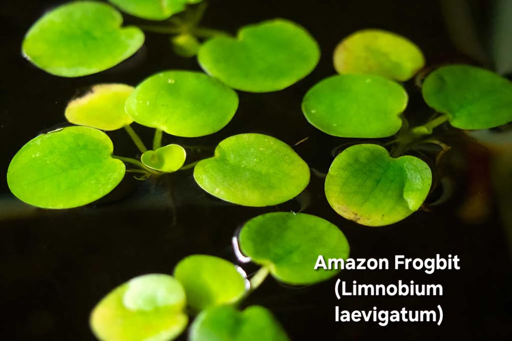 Pack 42x | 7 Espécies de plantas Aquário - Manutenção Fácil