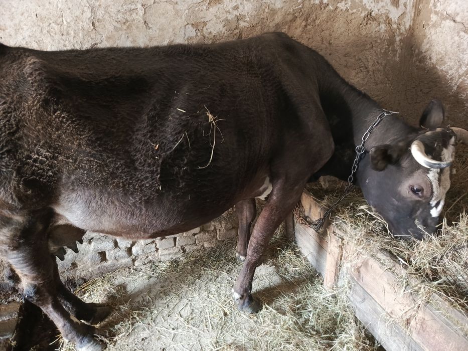 Продається справжня годувальниця! 
Продам чудову молочну корівку.