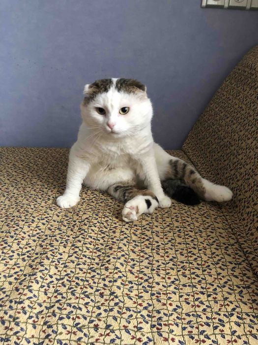 В ДОМАШНІХ умовах.Перетримка. Без КЛіТОК! Лівобережна.