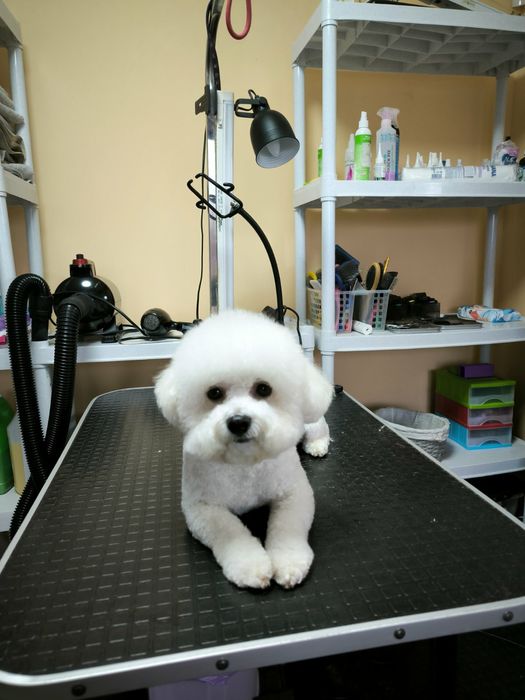 Грумінг собак і котів Бориспіль і район