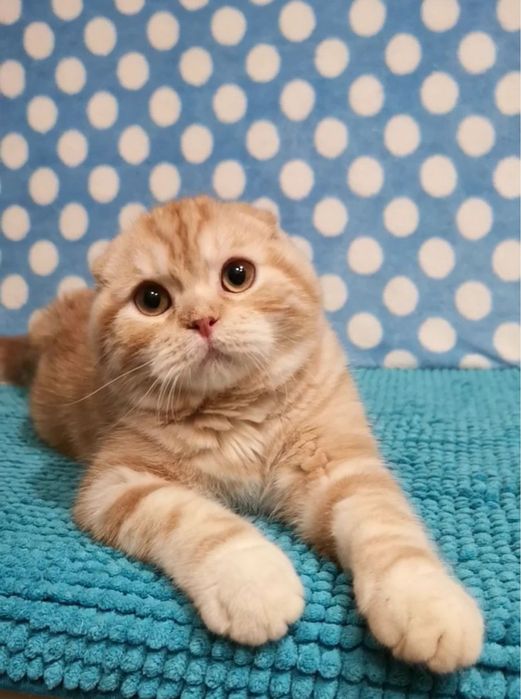 Шотландські кошенята