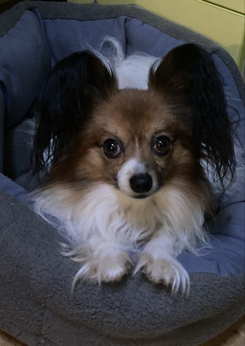 Вʼязка,  пес, собака, кабель - Папійон / Папільон