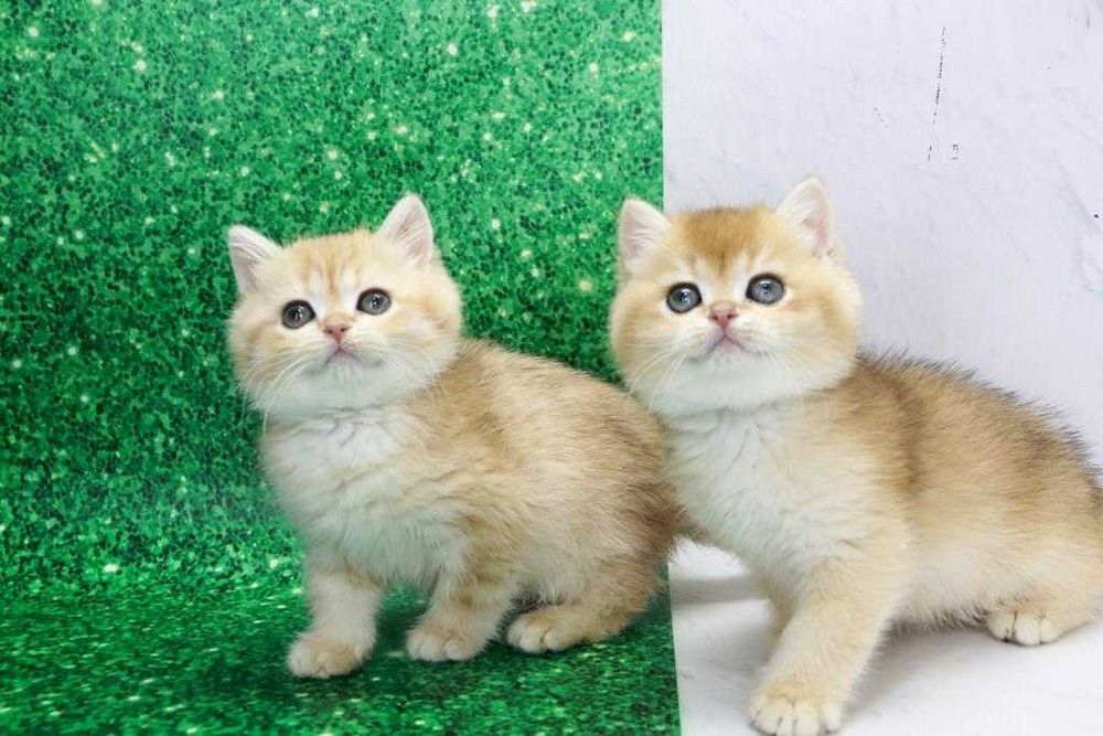 Котёнок в драгоценном окрасе-золотистый тикинг, затушеванный и шейл.