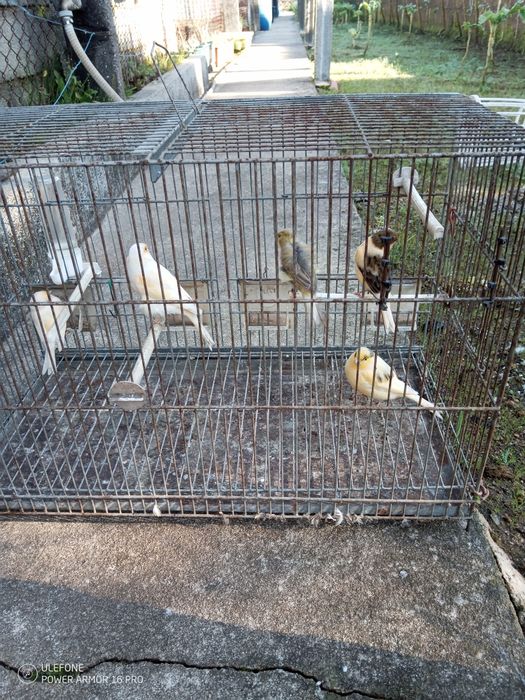 Vendo agaponis e canários