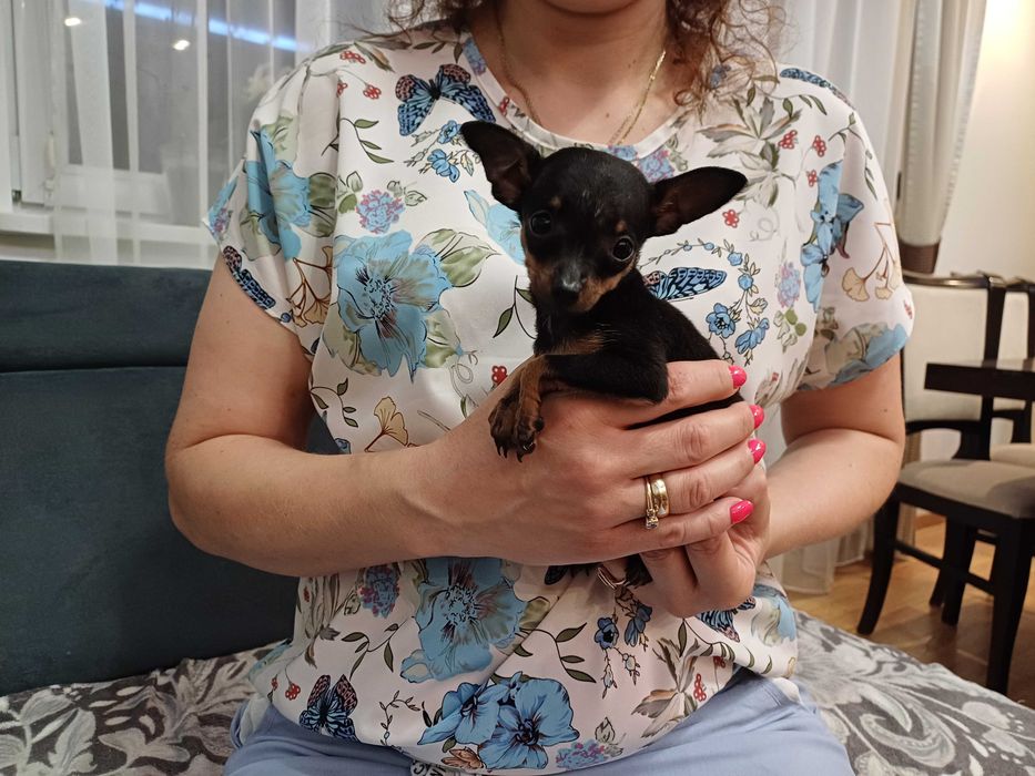 Ratlerek pinczerek sunia mini mini śliczna