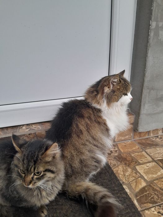 Віддам кошеня у добрі руки