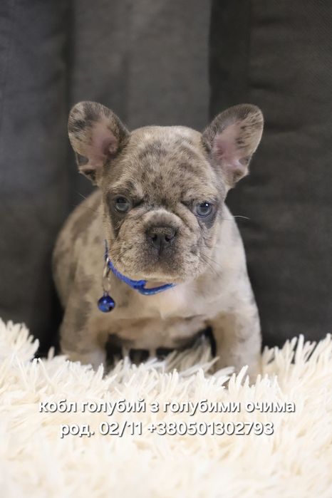 Французский бульдог мальчик голубой