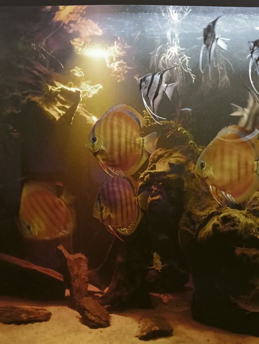 Paletki Brown sprzedam 5szt